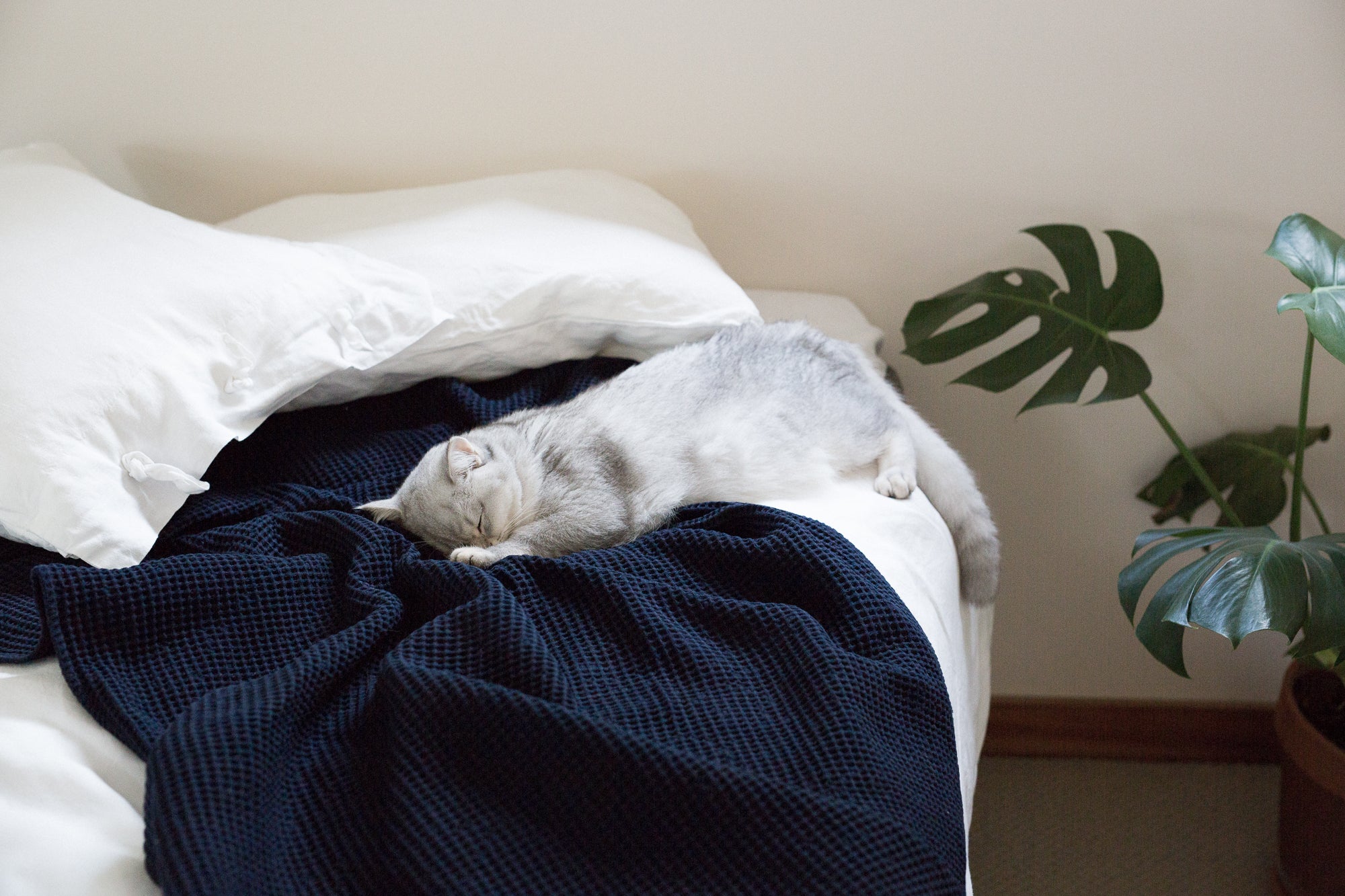 Navy Cotton Waffle Towels